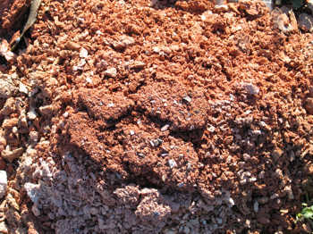 33. One of the lumps of daub left on the ground, showing attack by frost action.