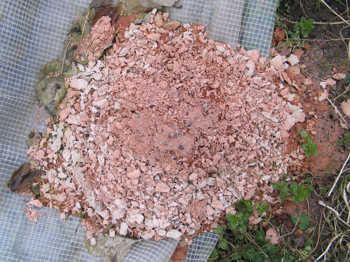 44. One of the lumps of daub left on the ground, showing attack by frost action.