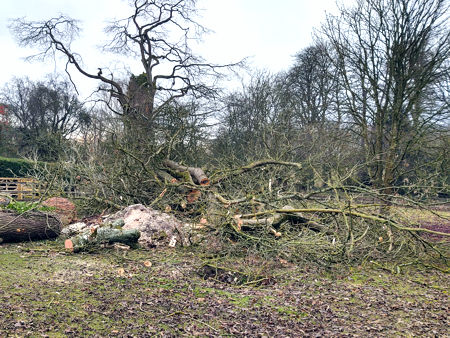 More felled trees resulting from the mid-November tornado